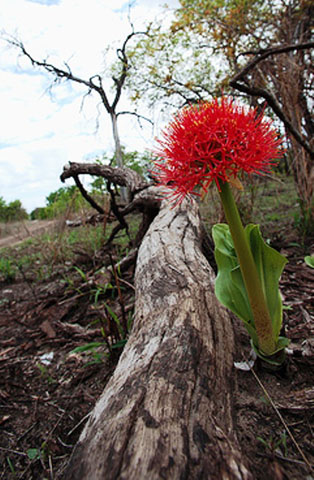 Scadoxus puniceus; Photographed by Ricky Mauer